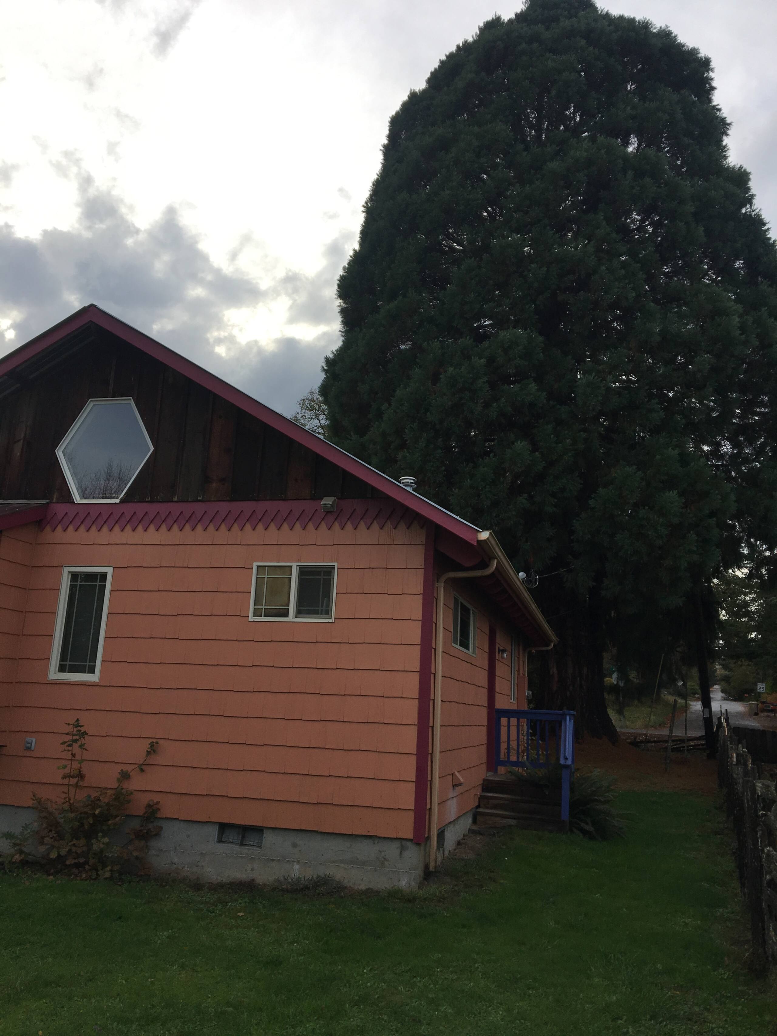 Cottage exterior with Sequoia tree